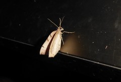 Sestra humeraria