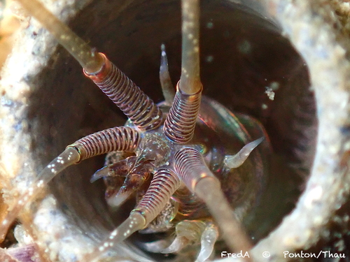 Representative image of Diopatra neapolitana