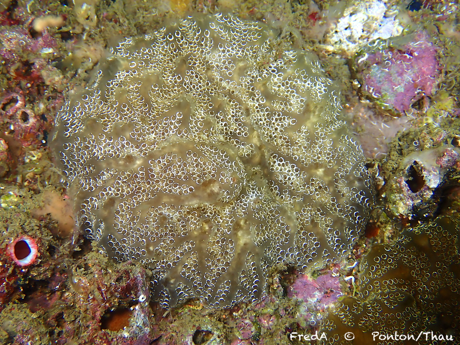 Distaplia bermudensis Van Name, 1902
