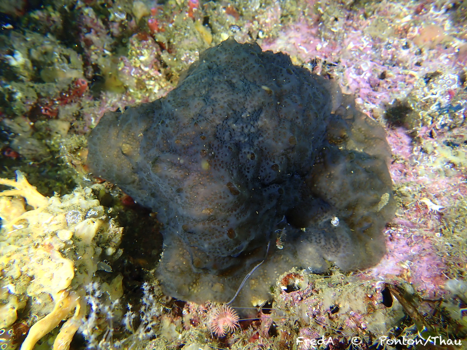 Distaplia bermudensis Van Name, 1902