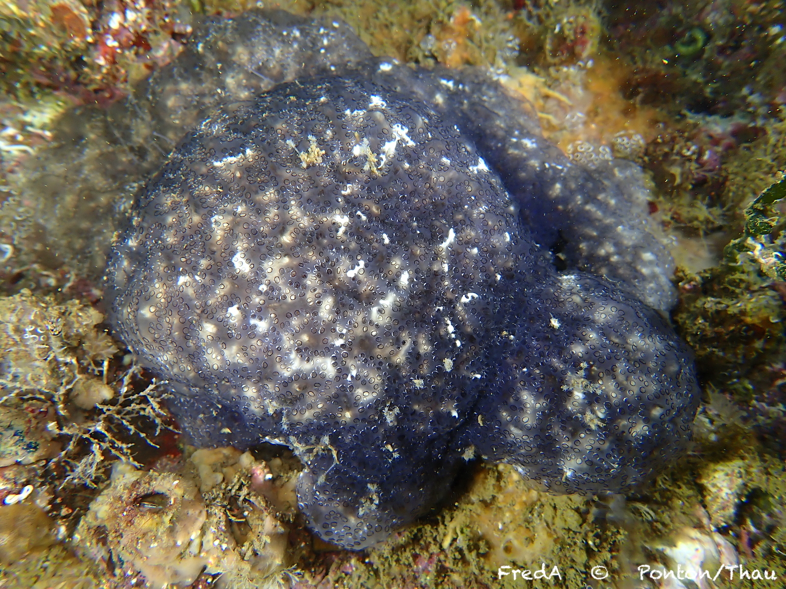 Distaplia bermudensis Van Name, 1902