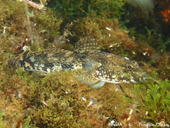 Giant Goby photo 3