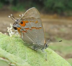 Electrostrymon guzanta