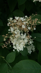 Sambucus nigra