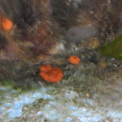 Botryllus schlosseri