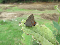 Electrostrymon guzanta