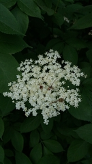 Sambucus nigra