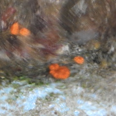 Botryllus schlosseri