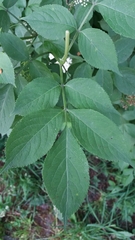 Sambucus nigra