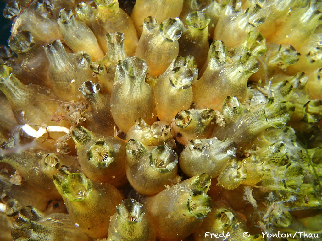 Ascidian