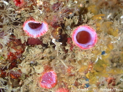 Pink-Siphon Sea Squirt photo 2