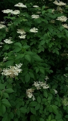 Sambucus nigra