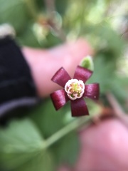 Ribes roezlii roezlii