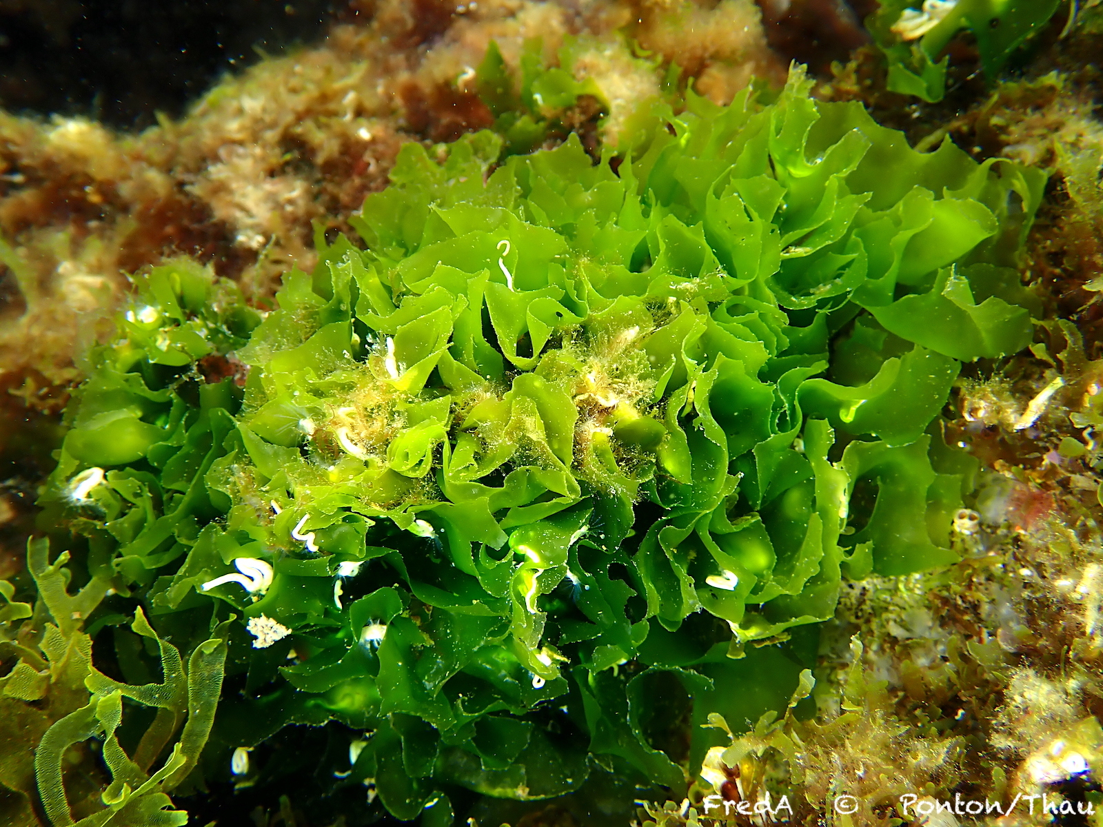 Ulva rigida