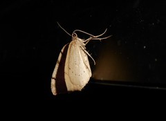 Sestra humeraria