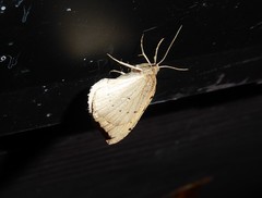 Sestra humeraria