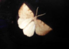 Sestra humeraria