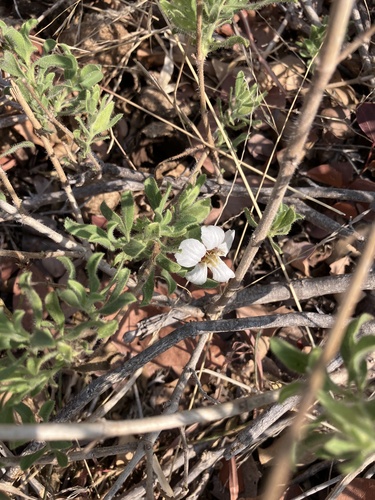 Image of White Petalbush (Petalidium aromaticum) by no rights reserved