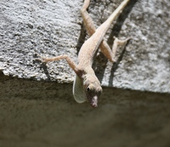 Anolis argenteolus