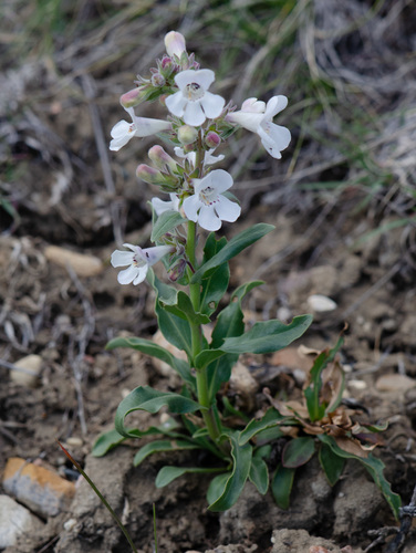 White-flower Beardtongue