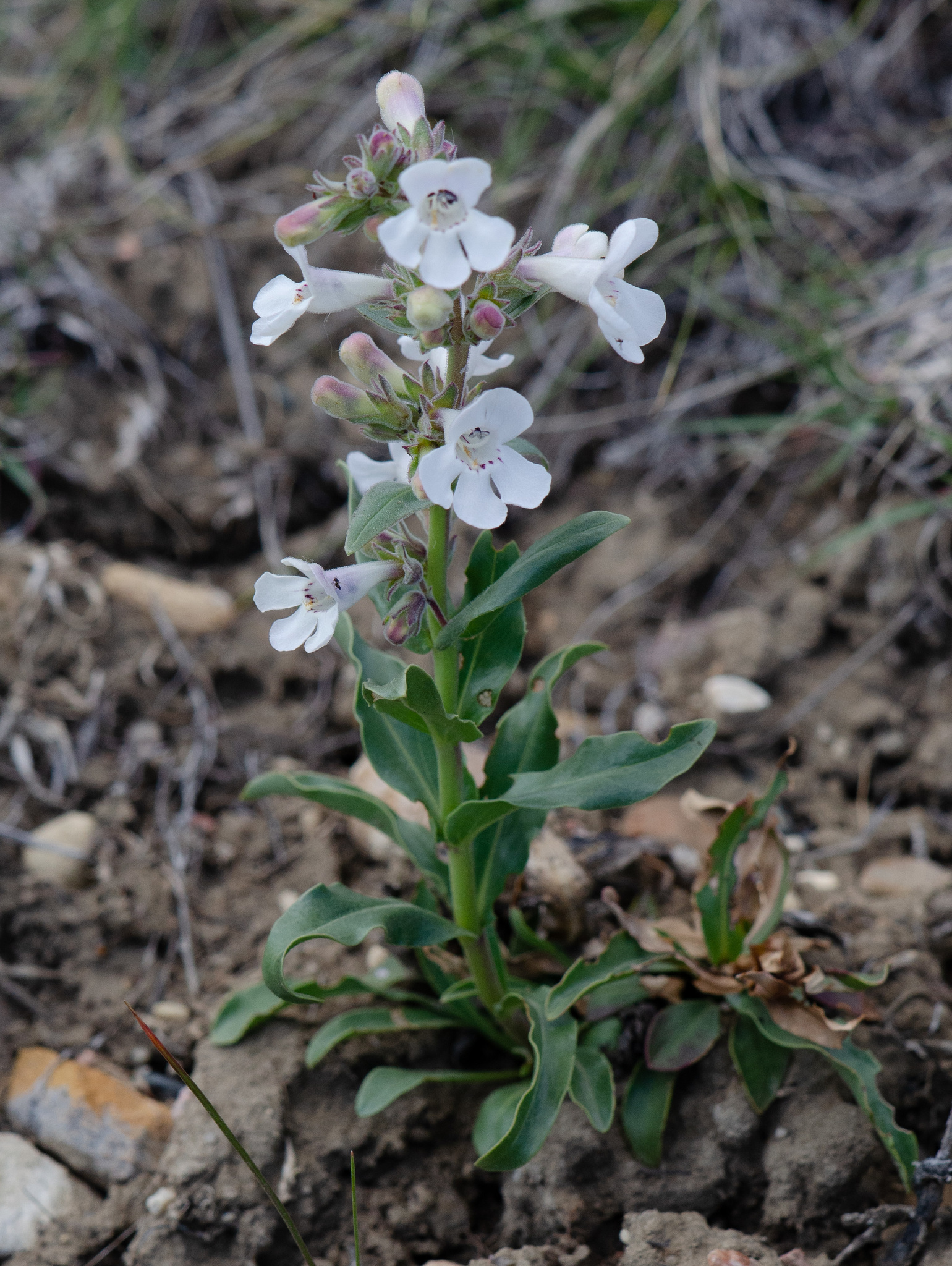 Penstemon albidus