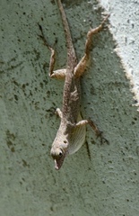 Anolis argenteolus
