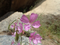 Clarkia biloba brandegeeae