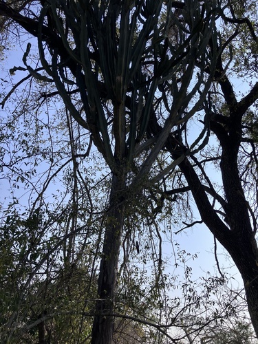 Euphorbia ingens