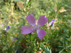 Clarkia biloba brandegeeae