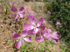 Clarkia biloba brandegeeae