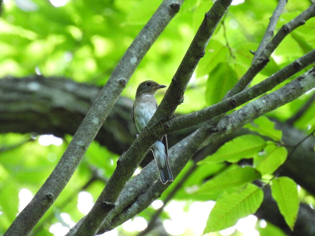 オオルリのメス
