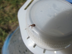 Anthonomus quadrigibbus