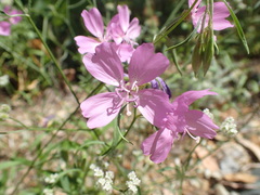 Clarkia biloba brandegeeae