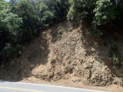 Clarkia biloba brandegeeae