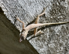 Anolis argenteolus