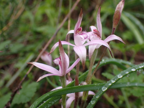 Image of Caladenia hirta by (c) Nina Kerr, some rights reserved (CC BY)