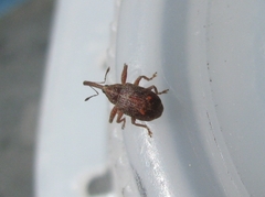 Anthonomus quadrigibbus