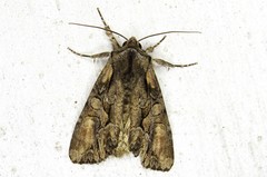 Lacanobia subjuncta