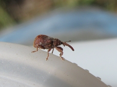 Anthonomus quadrigibbus