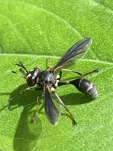 Common eastern physocephala photo 3