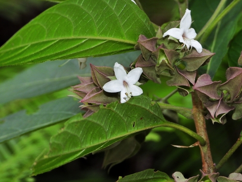 Clerodendrum fortunatum, photograph 3