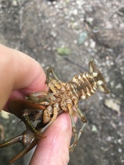 Cambarus bartonii bartonii