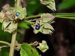 Clerodendrum fortunatum, photograph (c) 卢江离, some rights reserved (CC BY)