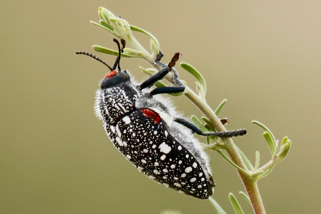 Brush Jewel Beetles