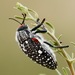 Julodis - Photo (c) Bird Explorers, algunos derechos reservados (CC BY-NC), subido por Bird Explorers