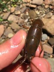Cambarus bartonii bartonii