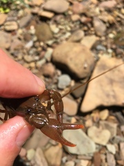 Cambarus bartonii bartonii