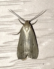 Hypenodes fractilinea