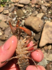 Cambarus bartonii bartonii