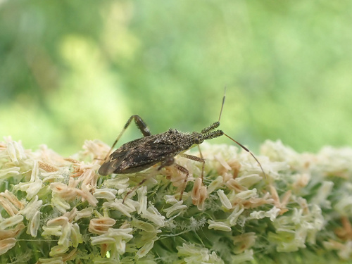 Clouded Plant Bug photo 6